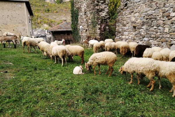 briga-pecore-1jpgFC7904A3-0D19-6880-4EC0-704355E75561.jpg