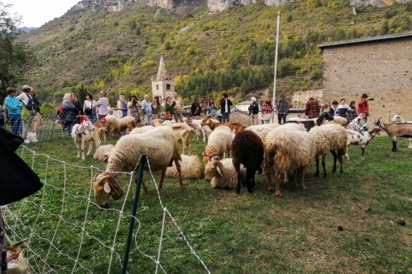 briga-pecore-al-castello2A7CCA9F-8E3F-726E-C34F-437BCC90A8EB.jpg
