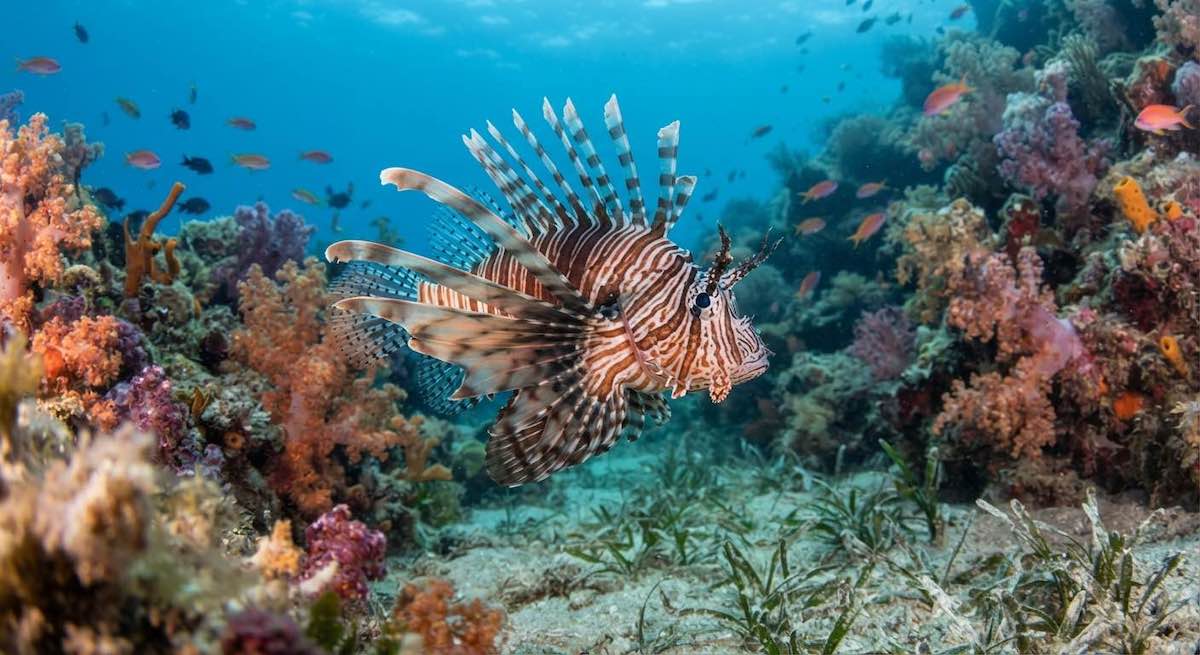 pesce leone