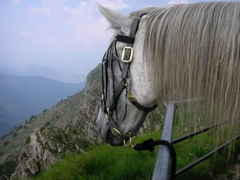 asd il Ranch montegrazie